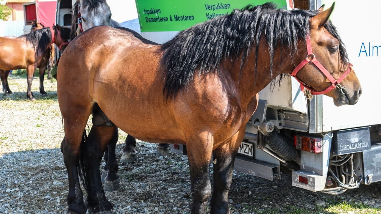 Expoziție de cai la Ungureni, Bacău DeBACAU