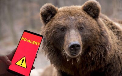 Alertă de urs la Mănăstirea Cașin